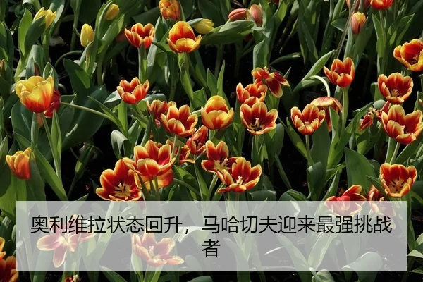 奥利维拉状态回升，马哈切夫迎来最强挑战者