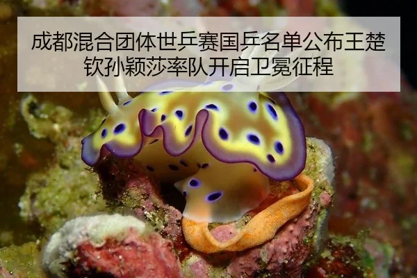 cheng-du-hun-he-tuan-ti-shi-ping-sai-guo-ping-ming-dan-gong-bu-wang-chu-qin-sun-ying-sha-shuai-dui-kai-qi-wei-mian-3-240.jpg
